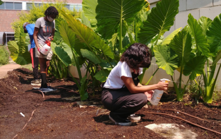 Students volunteer at the community garden
