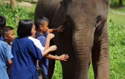 Children pet an elephant