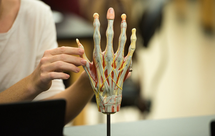 A model of a hand in use in a physical therapy class