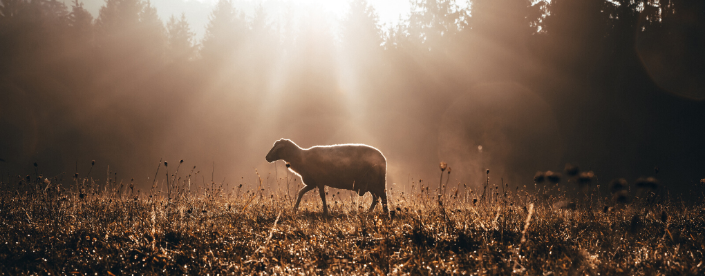 A lamb stands in an open field